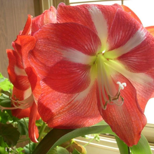 お花だよ。
