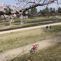 さくら咲く京都
