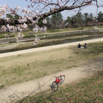 さくら咲く京都