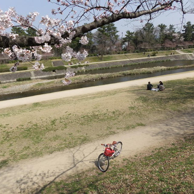 さくら咲く京都