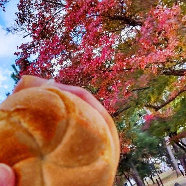 志津屋のパンでさくっとお昼。奈良公園の紅葉みながら