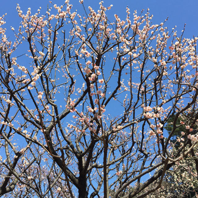 春のお散歩　赤塚溜池公園