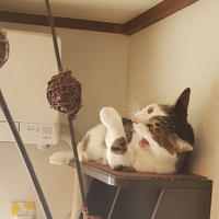 neneco、食器洗いを応援！部門、おうちごはん