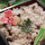 お赤飯で祝うお誕生日。