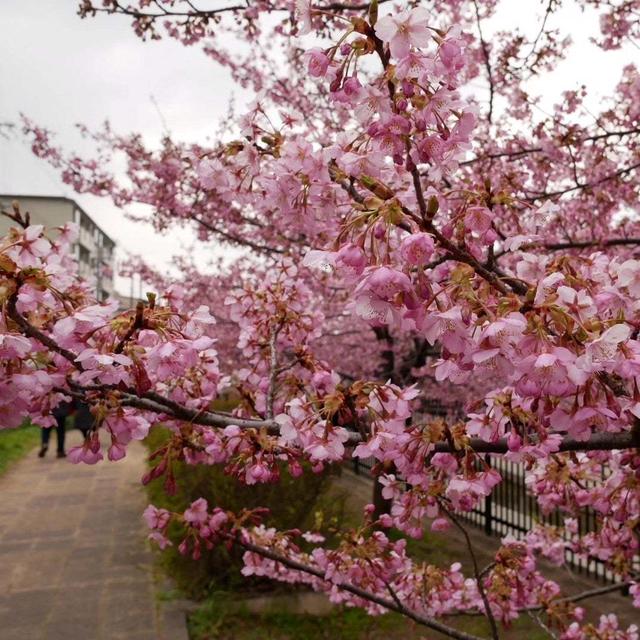 淀の河津桜#最近撮った写真は