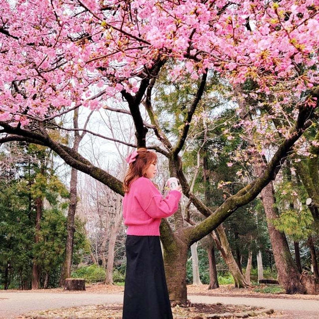 吉祥寺【井の頭公園】早咲きの河津桜♥