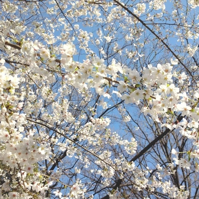 牛すね煮込み☆