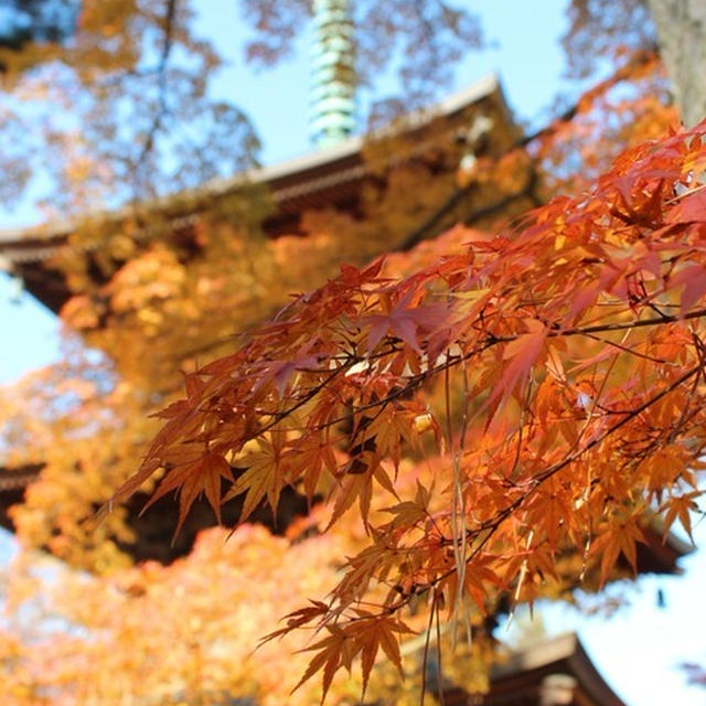 豪徳寺の紅葉