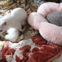快適猫生活はヒトと猫ちゃんが快適に過ごす、ゆっくり眠る事から　#ドキドキバレンタイン診断