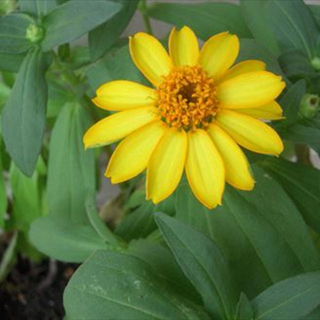 セリアのガーデンピックで楽しむ夏の花