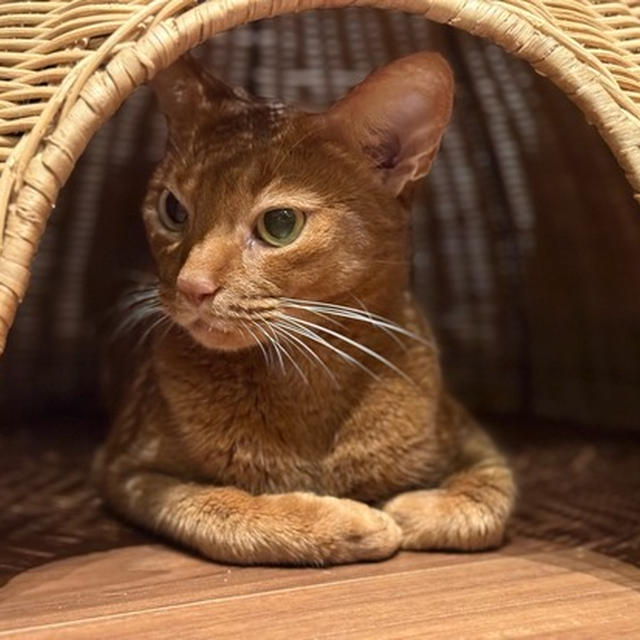 20年近く現役の爪とぎベッドに潜む、ウツボっ子ひめちゃん
