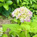 紫陽花が色づき始めました♪