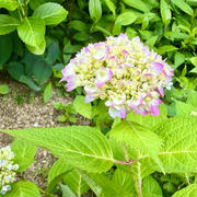 紫陽花が色づき始めました♪
