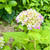 紫陽花が色づき始めました♪