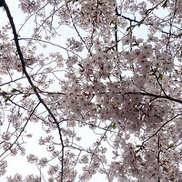 ベランダ花見会2011【前編】