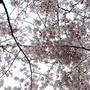 ベランダ花見会2011【前編】