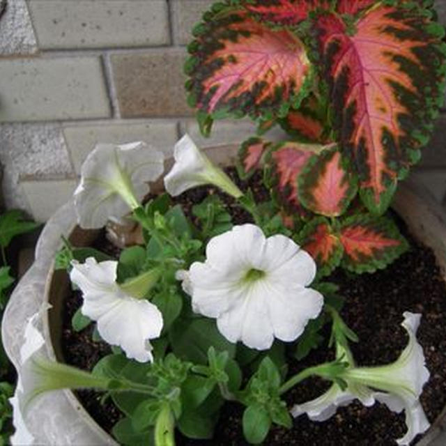 コリウスとペチュニアの寄せ植えと多肉植物