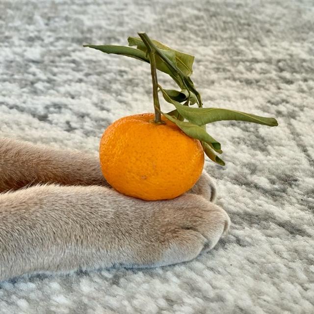 鏡手手