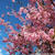 お散歩＊河津桜