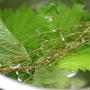 蒸し鶏の紫蘇のっけ