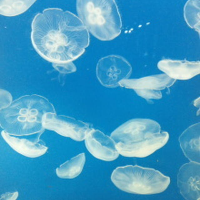 +*水族館とプラネタリウム*+