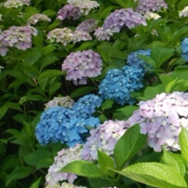 紫陽花と初物♪