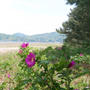 天橋立小天橋の花たち、最近撮った写真#ameba写真部