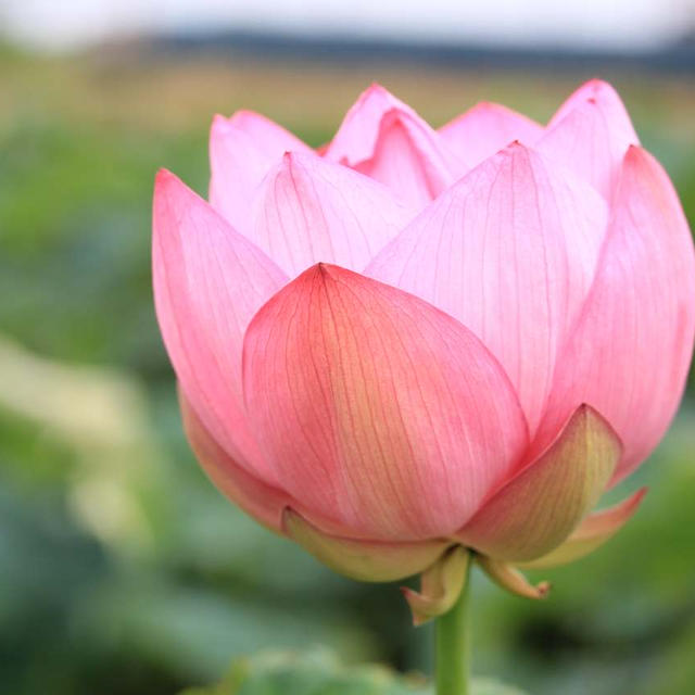 愛西市　 森川花はす田に行きました