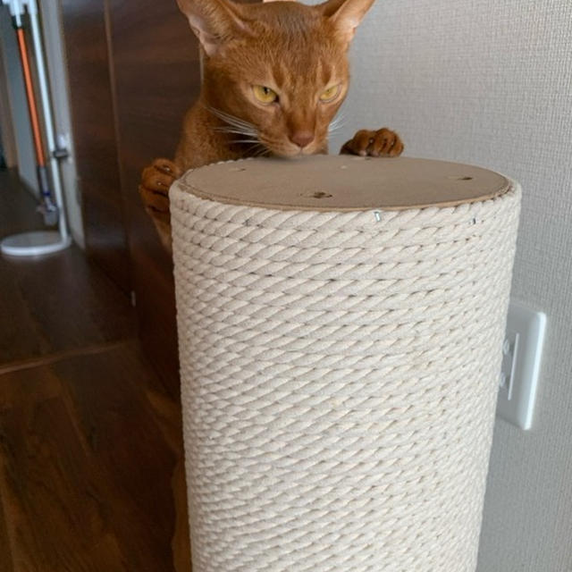 ＜ねこグッズ＞楽天スーパーセール、オススメや気になるもの