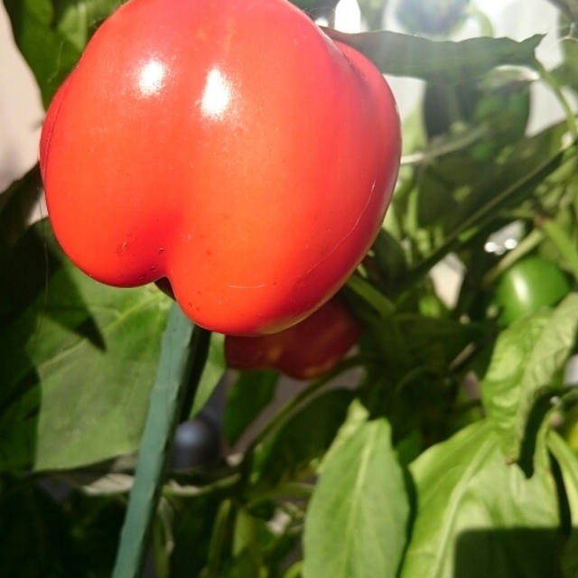 家庭菜園 パプリカ