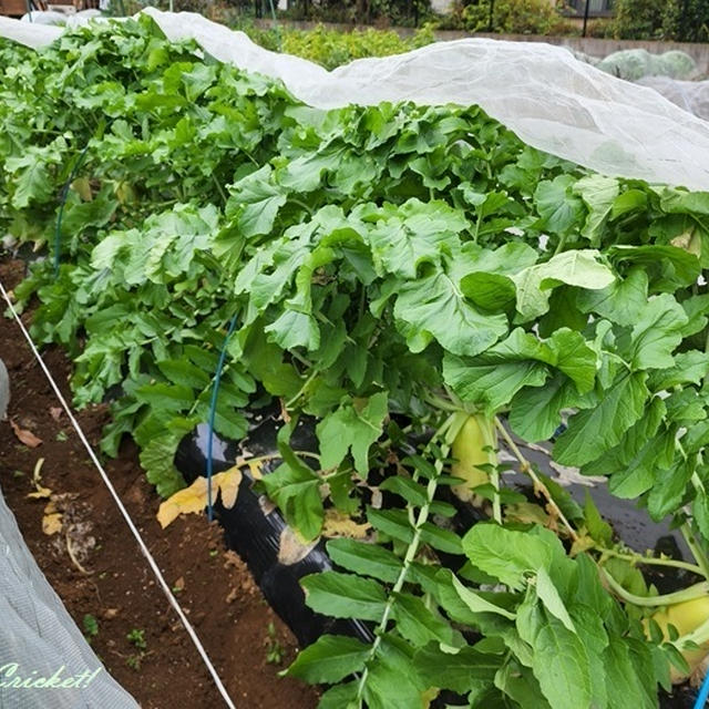 冬野菜の本格収穫！第2弾は大根でーす♪(o≧∇≦)o♪