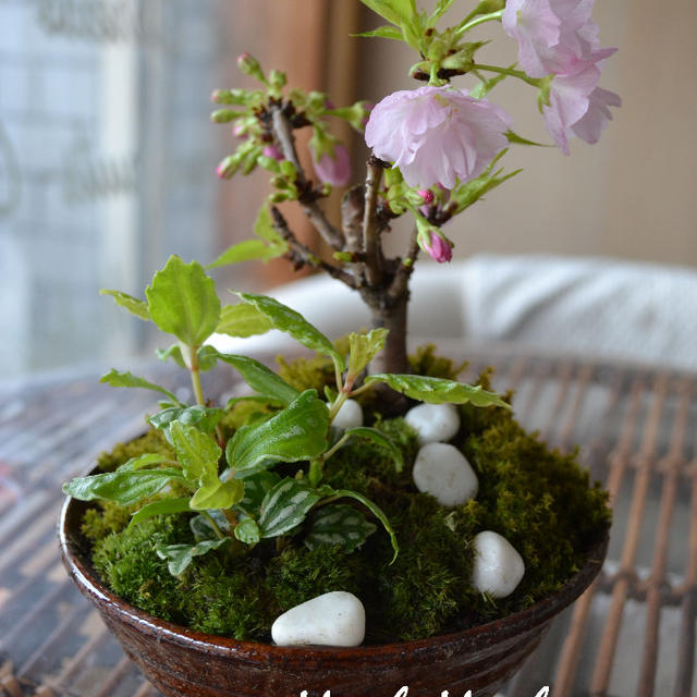 ♪★桜盆栽でおウチお花見★＆お花のショートケーキ★♪
