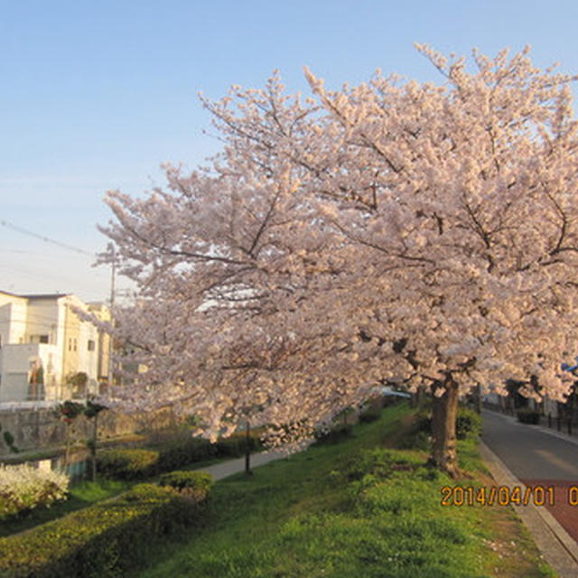 花暦　　　桜