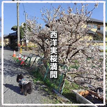 西洋実桜満開