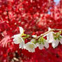 川見四季桜、紅葉と桜が一度に楽しめます。名古屋起点の日帰りドライブ