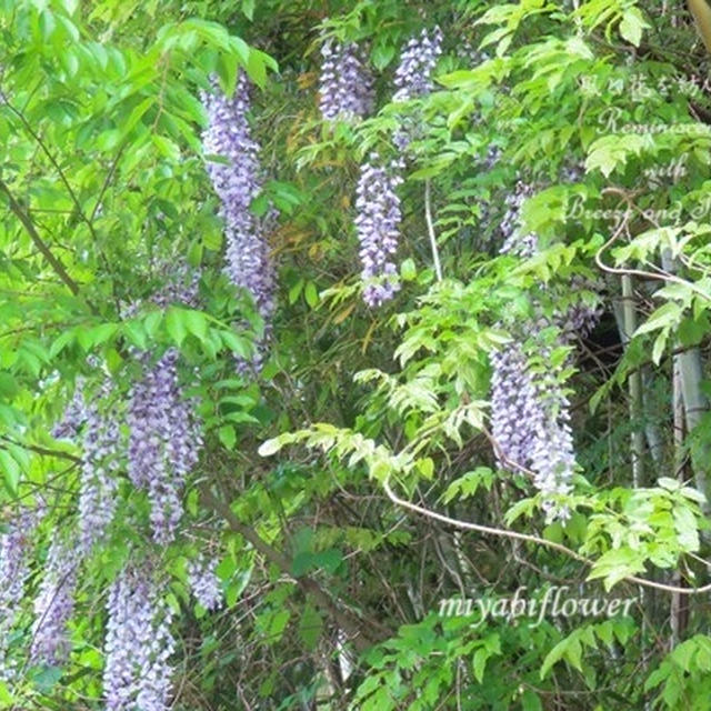 里山の藤の花と藤色の花