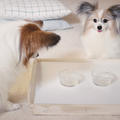 ■犬、水だけだと飲んでくれない問題はゼリーで解消！？