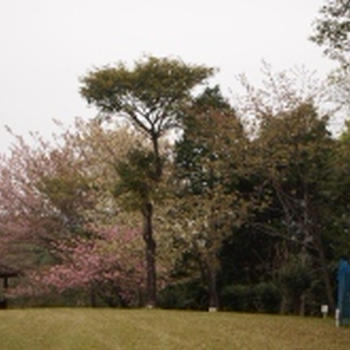 鹿児島県「県民の森」の桜
