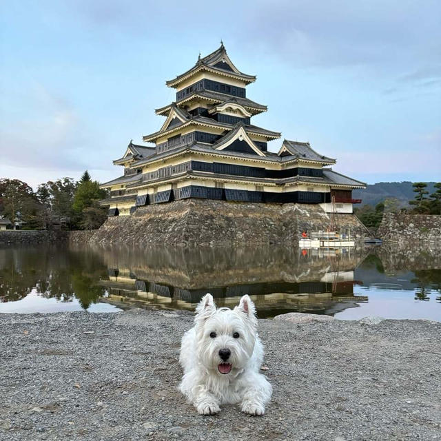 松本城