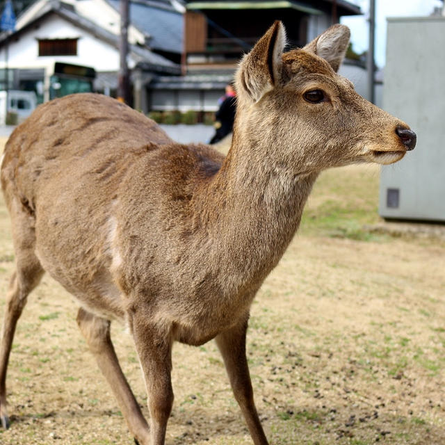 【奈良県】和歌山県から奈良まで繰り出して奈良公園の鹿を見に行きました！⑫