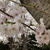 桜と義母。。そしてあんかけ炒め。（統一感のないタイトルで失礼(-_-;)。。）