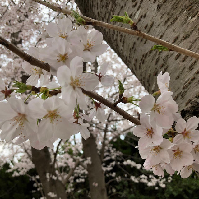 桜と義母。。そしてあんかけ炒め。（統一感のないタイトルで失礼(-_-;)。。）