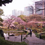 【東京写真】小石川後楽園☆毎年楽しみにしているお花見♪しだれ桜