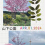 【お花見散策・2024】山下公園の桜散策