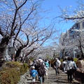 いつの間にか桜が満開♪
