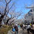 いつの間にか桜が満開♪