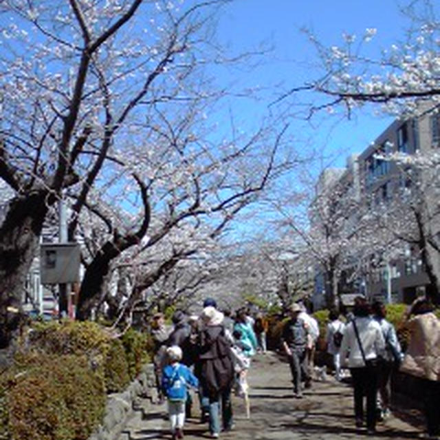いつの間にか桜が満開♪