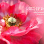 Shirley poppy