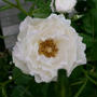 薔薇フル・ブラン2024#最近撮った写真は