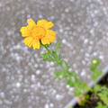 春菊の花